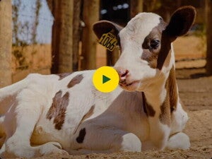 Bem-estar Animal