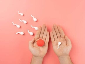 Um par de mãos segurando um modelo de óvulo e espermatozóide, sob um fundo rosa. Um par de mãos segurando um modelo de óvulo e espermatozóide, sob um fundo rosa.