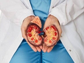 Profissional de saúde segurando um modelo anatômico de rins humanos, mostrando detalhes internos do órgão.