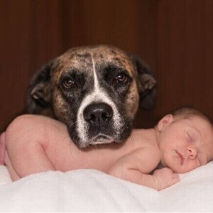 Um cachorro com a cabeça apoiada em um bebê que está deitado e dormindo Um cachorro com a cabeça apoiada em um bebê que está deitado e dormindo