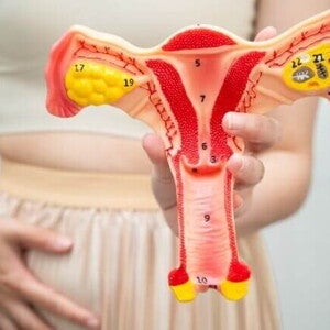 Modelo anatômico colorido do útero, ovários e trompas de Falópio, segurado por uma mulher