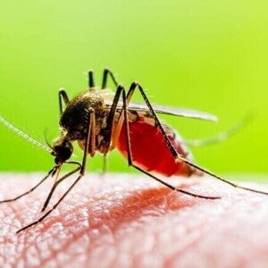 Detalhe de um mosquito pousado na superfície de uma pele Detalhe de um mosquito pousado na superfície de uma pele