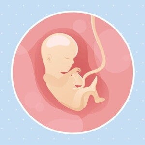 15ª semana de gravidez