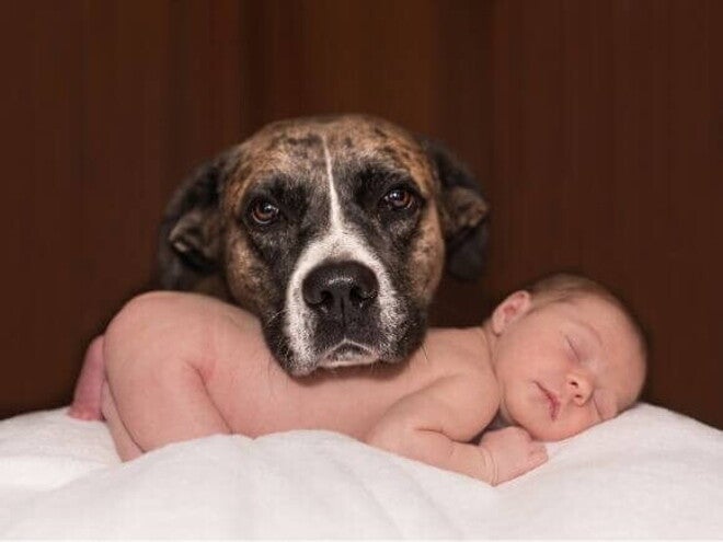 Um cachorro com a cabeça apoiada em um bebê que está deitado e dormindo Um cachorro com a cabeça apoiada em um bebê que está deitado e dormindo