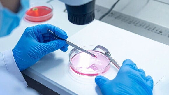 Um técnico de laboratório, usando luvas azuis, manipula um embrião ou material genético em uma placa de Petri com um meio de cultura rosa, utilizando pinças e sob um microscópio.